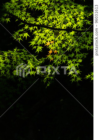red leaves in green 96031613