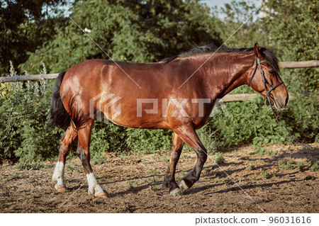 Handsome horse in the paddock. Farm. Ranch. 96031616