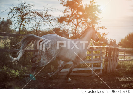 Horse running in the paddock on the sand in summer Horse running in the paddock on the sand in summer 96031628