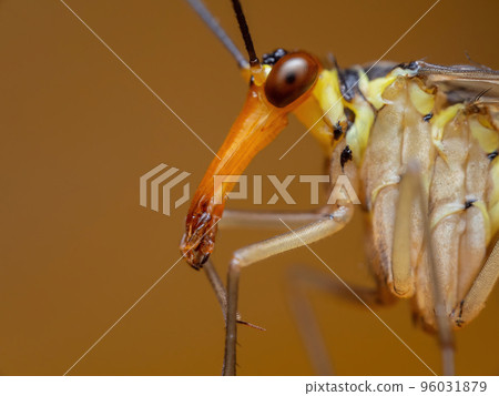 A side view of the long face of Panorpa communis aka Scorpion fly  96031879