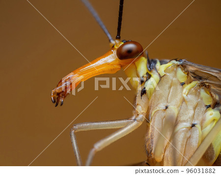 A side view of the long face of Panorpa communis aka Scorpion fly A side view of the long face of Panorpa communis aka Scorpion fly 96031882