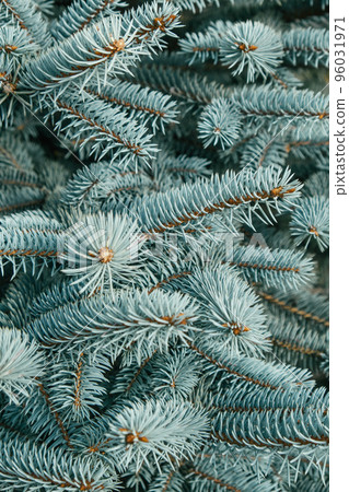natural background of dense branches of blue spruce close-up outdoors. selective focus. vertical. natural background of dense branches of blue spruce close-up outdoors. selective focus. vertical. 96031971
