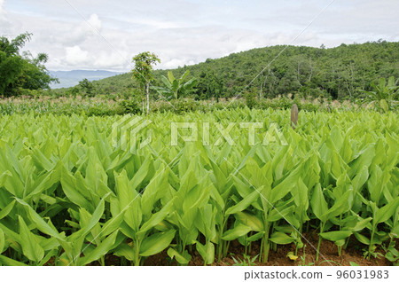 薑黃字段 96031983