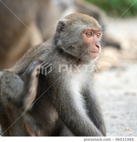 台灣獼猴 台灣 獼猴 猴子 Formosan macaque たいわんざる 台湾サル 96031988