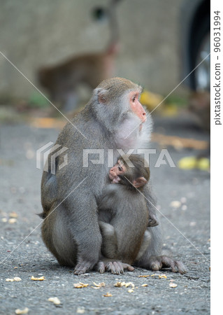 Taiwan Macaque Taiwan Macaque Monkey Formosan macaque たいわんざる Taiwan サル 96031994