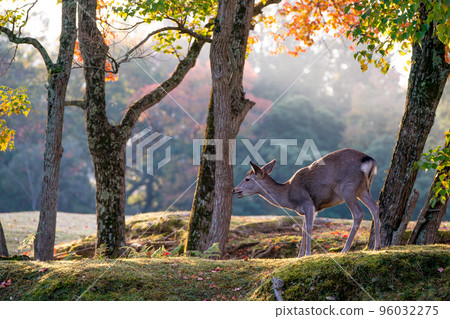 奈良市飛之園地公園秋葉中的鹿 96032275