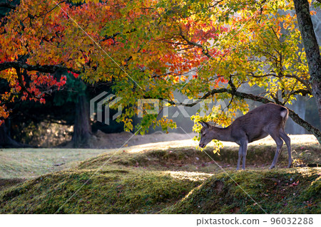 奈良市飛之園地公園秋葉中的鹿 96032288