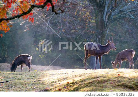 奈良市飛之園地公園秋葉中的鹿 奈良市飛之園地公園秋葉中的鹿 96032322