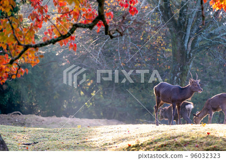 Deer in the autumn leaves of Tobinoenchi Park, Nara City 96032323