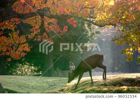 Deer in the autumn leaves of Tobinoenchi Park, Nara City 96032334
