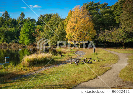 秋晴水沼自然公園（埼玉縣埼玉市） 96032451