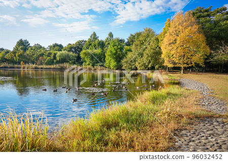 秋晴水沼自然公園(埼玉縣埼玉市) 秋晴水沼自然公園(埼玉縣埼玉市) 96032452
