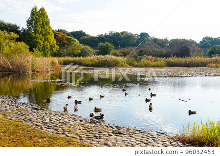 秋晴水沼自然公園(埼玉縣埼玉市) 秋晴水沼自然公園(埼玉縣埼玉市) 96032453