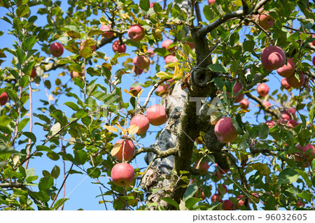 San Fuji apples grown in the apple orchard San Fuji apples grown in the apple orchard 96032605