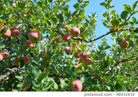 San Fuji apples grown in the apple orchard San Fuji apples grown in the apple orchard 96032616