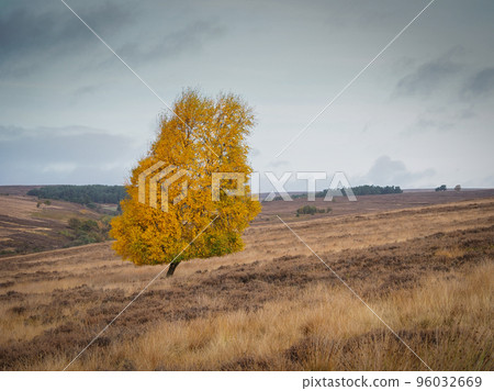 A lone tree in glorious Autumn colours on top of Spaunton Moor, North York Moors 96032669