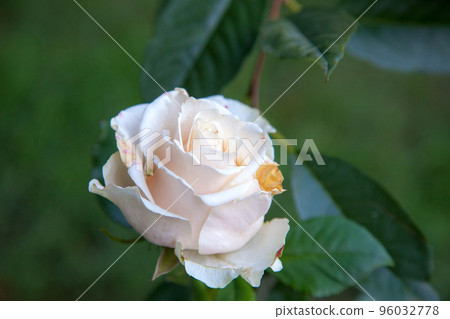 Beautiful rose bush growing in the garden. Beautiful rose bush growing in the garden. 96032778