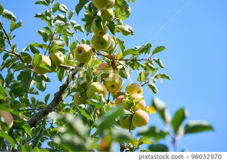 Apples grown in the apple orchard, full moon Apples grown in the apple orchard, full moon 96032970