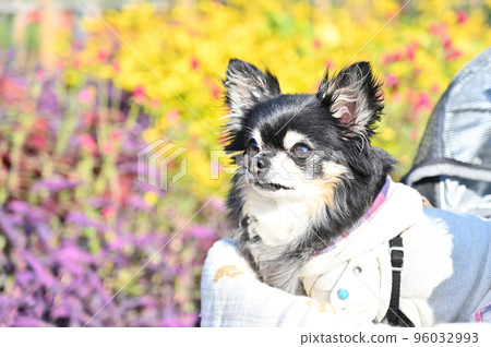Senior Chihuahua's autumn walk on a dog cart in a colorful flower garden Senior Chihuahua's autumn walk on a dog cart in a colorful flower garden 96032993