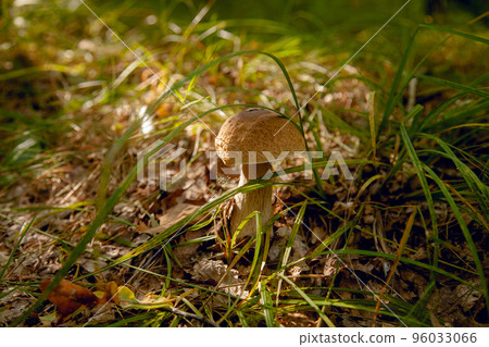 Boletus mushroom in the wild. Porcini mushroom grows on the forest floor at autumn season.. Boletus mushroom in the wild. Porcini mushroom grows on the forest floor at autumn season.. 96033066