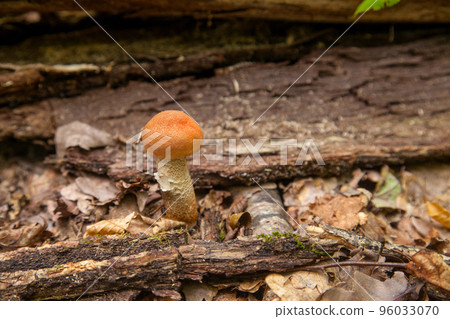 Single red boletus mushroom in the wild. Red boletus mushroom grows on the forest floor at autumn season.. Single red boletus mushroom in the wild. Red boletus mushroom grows on the forest floor at autumn season.. 96033070