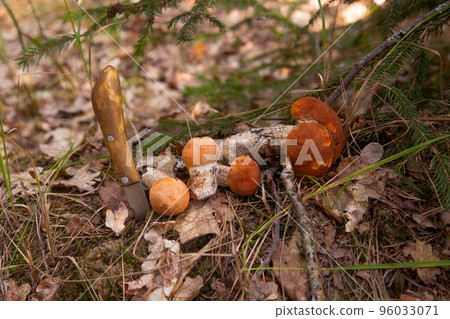 Red boletus mushroom in the wild. Pile of red boletus mushroom in pine tree forest at autumn season.. Red boletus mushroom in the wild. Pile of red boletus mushroom in pine tree forest at autumn season.. 96033071