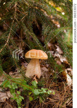 Porcini mushroom growing in pine tree forest at autumn season.. Porcini mushroom growing in pine tree forest at autumn season.. 96033072