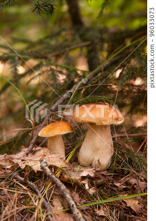 Two porcini mushrooms growing in pine tree forest at autumn season.. Two porcini mushrooms growing in pine tree forest at autumn season.. 96033073