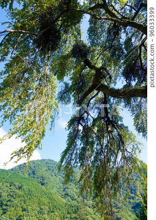夏季學城寺糸櫻和山脈[山梨縣早川町夏明村] 96033399