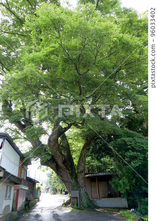 Large zelkova trees in Kamiashigawa Village [Ashigawa-cho, Fuefuki City, Yamanashi Prefecture] 96033402