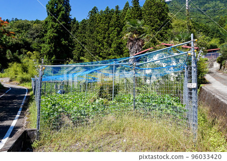 crops and electric fence 96033420