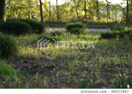 Scenery where light shines through the green grass Scenery where light shines through the green grass 96033967