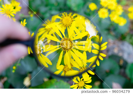 放大鏡放大日本銀莓的花 96034279