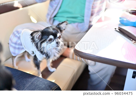 A man relaxing with a chihuahua in a camper A man relaxing with a chihuahua in a camper 96034475