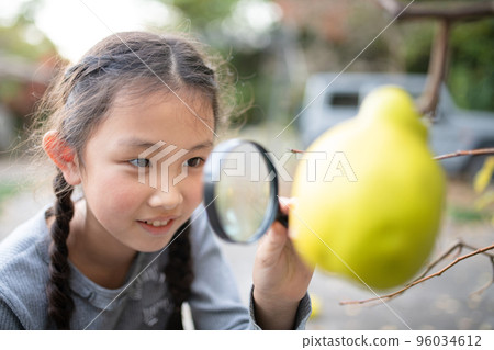 A girl looking at ripe quince fruit with a magnifying glass A girl looking at ripe quince fruit with a magnifying glass 96034612