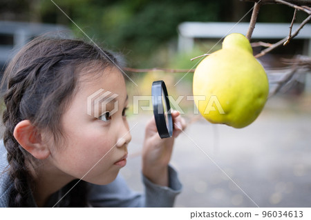 A girl looking at ripe quince fruit with a magnifying glass 96034613