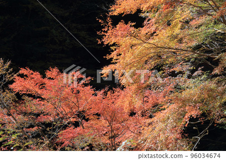 秋天的瀨戶川溪谷（紅葉） 96034674