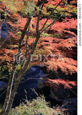 秋天的瀨戶川溪谷（紅葉） 96034675