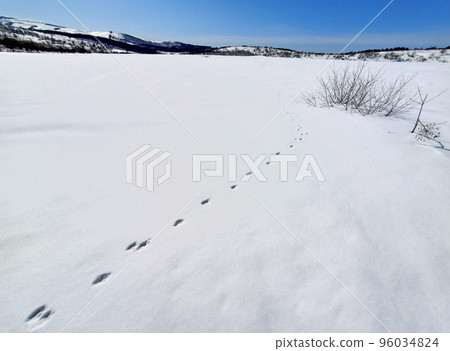 Fox footprints and animal tracking in the snowy field Fox footprints and animal tracking in the snowy field 96034824