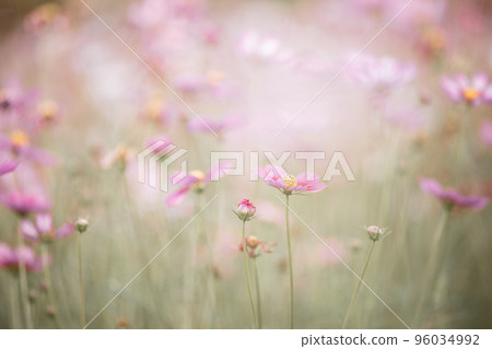 beautiful pink cosmos flowers in close up beautiful pink cosmos flowers in close up 96034992