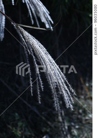 Miscanthus 96035080