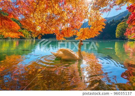 [Minami Alps] Autumn leaves and swans at Lake Inaga 96035137