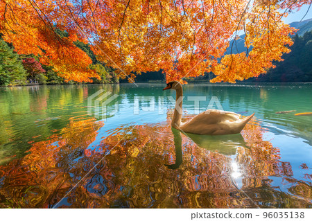 [Minami Alps] Autumn leaves and swans at Lake Inaga 96035138