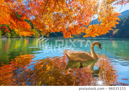 [Minami Alps] Autumn leaves and swans at Lake Inaga 96035155
