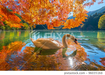 [南阿爾卑斯山]稻垣湖的秋葉和天鵝 96035168