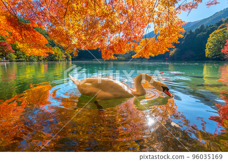 [Minami Alps] Autumn leaves and swans at Lake Inaga 96035169