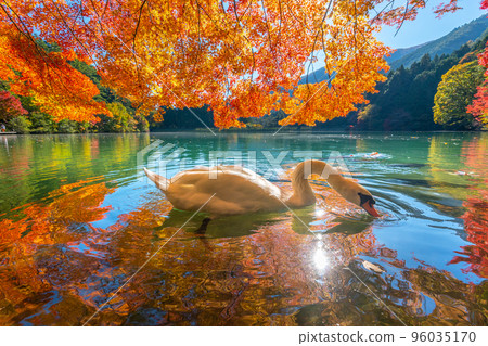 [Minami Alps] Autumn leaves and swans at Lake Inaga 96035170