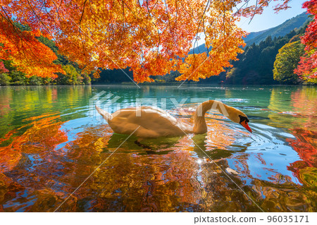 [Minami Alps] Autumn leaves and swans at Lake Inaga 96035171