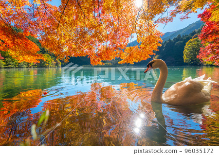 [南阿爾卑斯山]稻垣湖的秋葉和天鵝 96035172