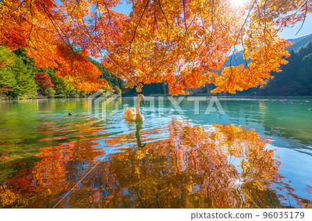 [南阿爾卑斯山]稻垣湖的秋葉和天鵝 96035179